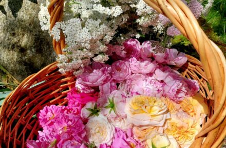 Rosenernte im OptimaMed Gesundheitsresort Bad St. Leonhard